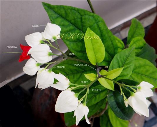  Inflorescence and Leaves (Adaxial view)